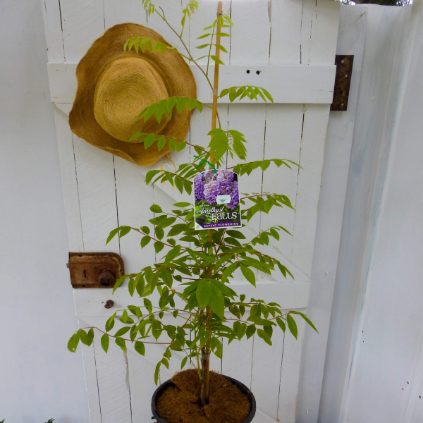 Wisteria frutescens Amethyst Falls