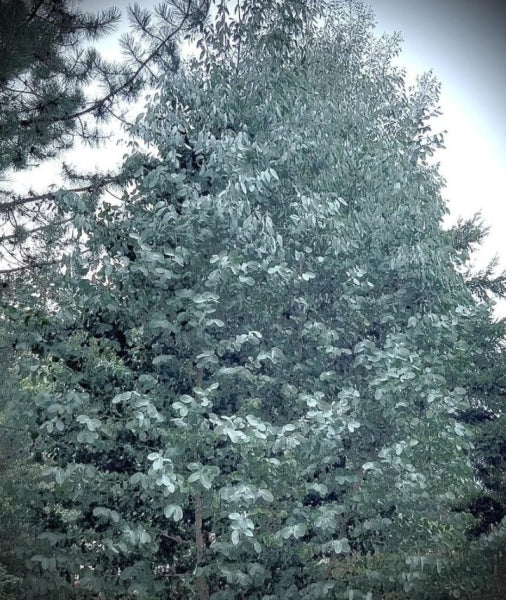 Eucalyptus cinerea Silver Dollar