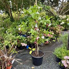 Load image into Gallery viewer, Mandevilla laxa
