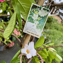 Load image into Gallery viewer, Mandevilla laxa
