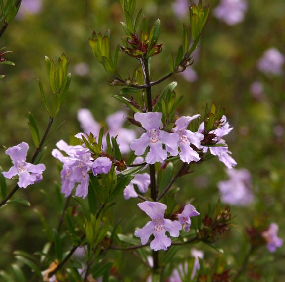 Westringia Violet Skies