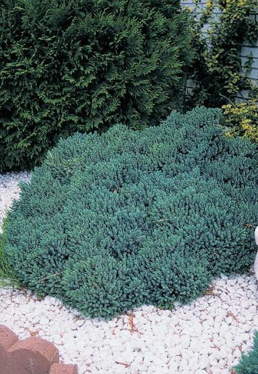 Blue Star Juniper