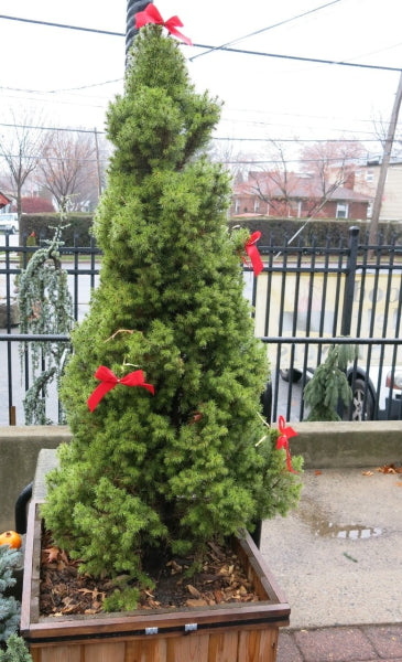 Picea Glauca 'Christmas Star'