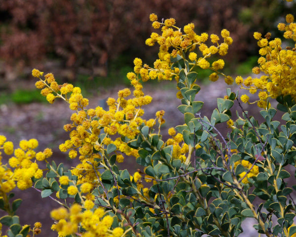 Acacia cultriformis