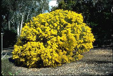 Acacia cultriformis