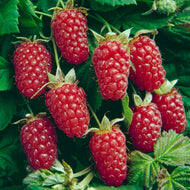 Loganberry