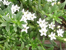 Load image into Gallery viewer, Myoporum parvifolium Broad Leaf White
