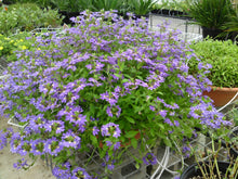 Load image into Gallery viewer, Scaevola aemula Aussie Salute Blue PBR
