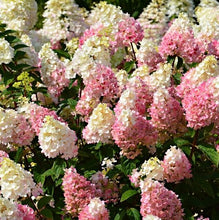 Load image into Gallery viewer, Hydrangea Sundae Fraise PBR
