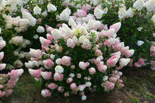 Load image into Gallery viewer, Hydrangea Sundae Fraise PBR
