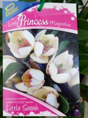 Magnolia (ParLitSar) PBR Paradise rtm Princess Little Sarah