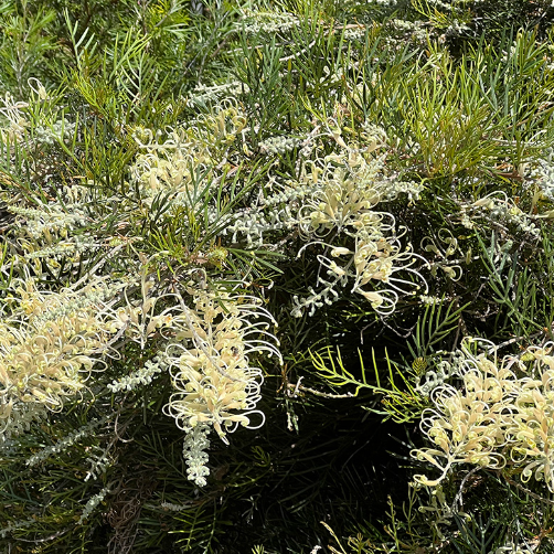 Grevillea Ivory Whip Grafted