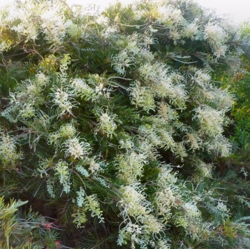 Grevillea Ivory Whip