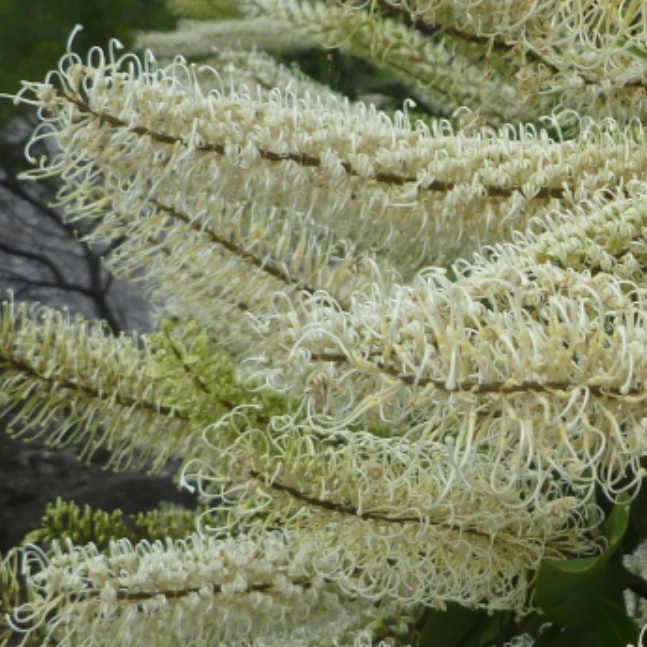 Buckinghamia celsissima Ivory Curl Tree