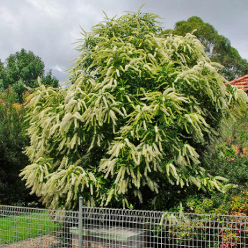 Buckinghamia celsissima Ivory Curl Tree