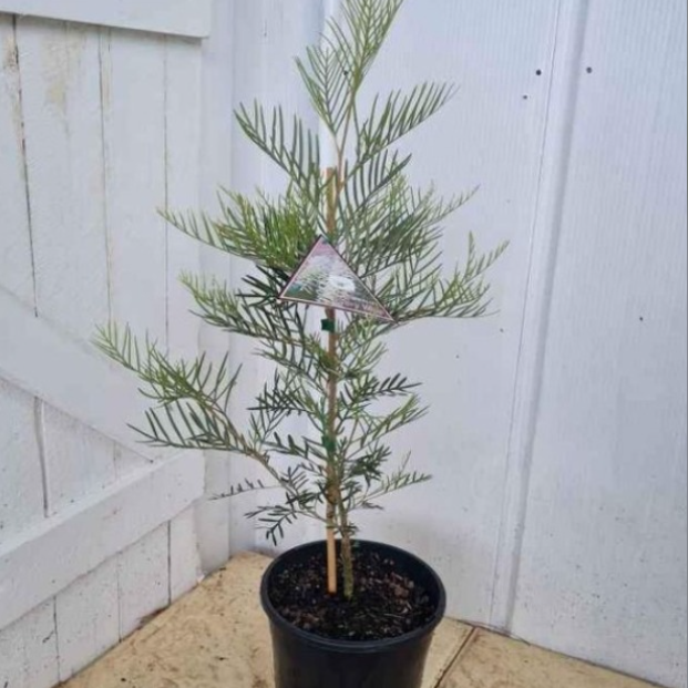 Grevillea Ivory Whip