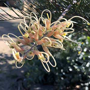 Grevillea Ivory Whip Grafted