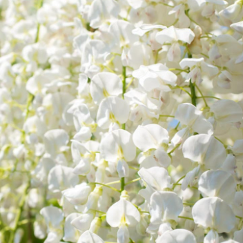 Wisteria sinensis Jako