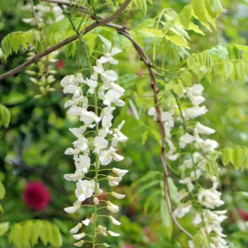 Wisteria sinensis Jako