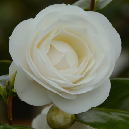 Camellia japonica Janet Waterhouse