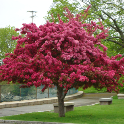 Malus floribunda Japanese Crab Apple