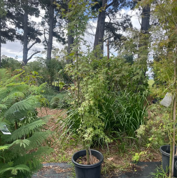 Acer palmatum Japanese Maple