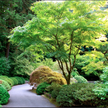 Acer palmatum Japanese Maple