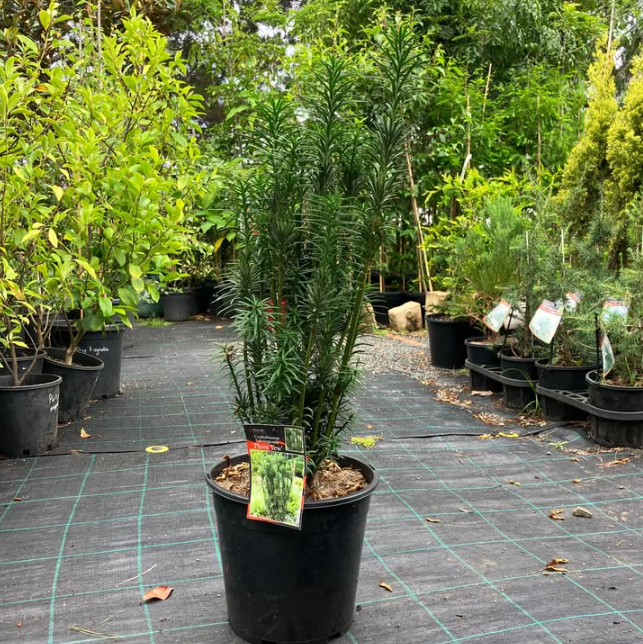 Cephalotaxus harringtonia Fastigiata