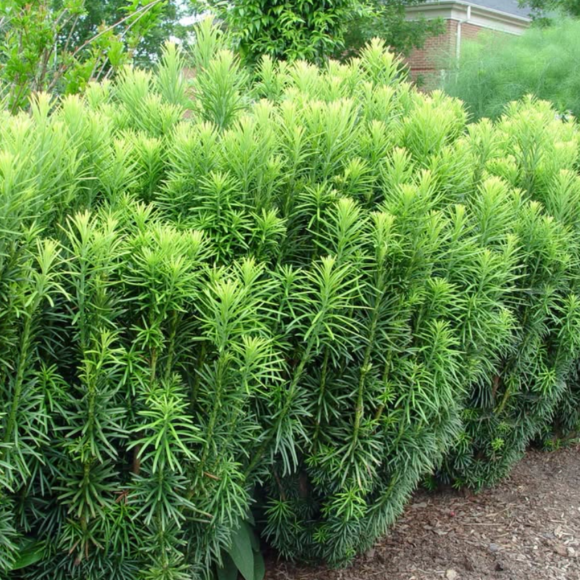 Cephalotaxus harringtonia Fastigiata