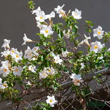 Pandorea jasminoides Alba