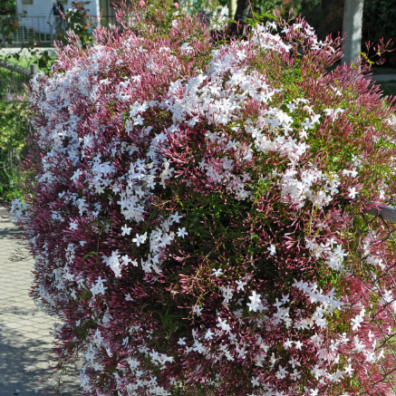 Jasminum polyanthum