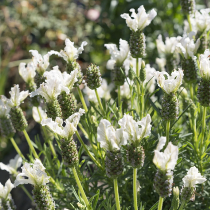 Lavandula stoechas Javelin Forte White Lavender