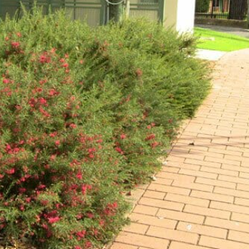 Grevillea Jelly Baby