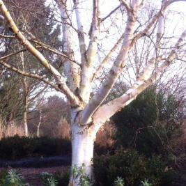 Betula utilis Jacquemontii Jermyns