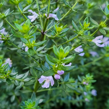 Westringia fruticosa Jervis Gem