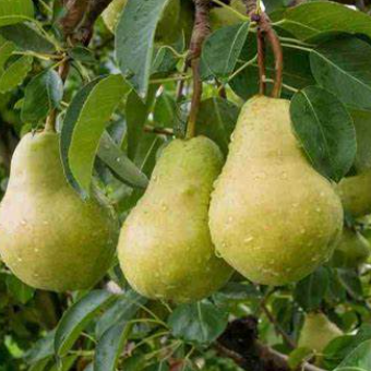 Pyrus communis Josephine De Malines Pear