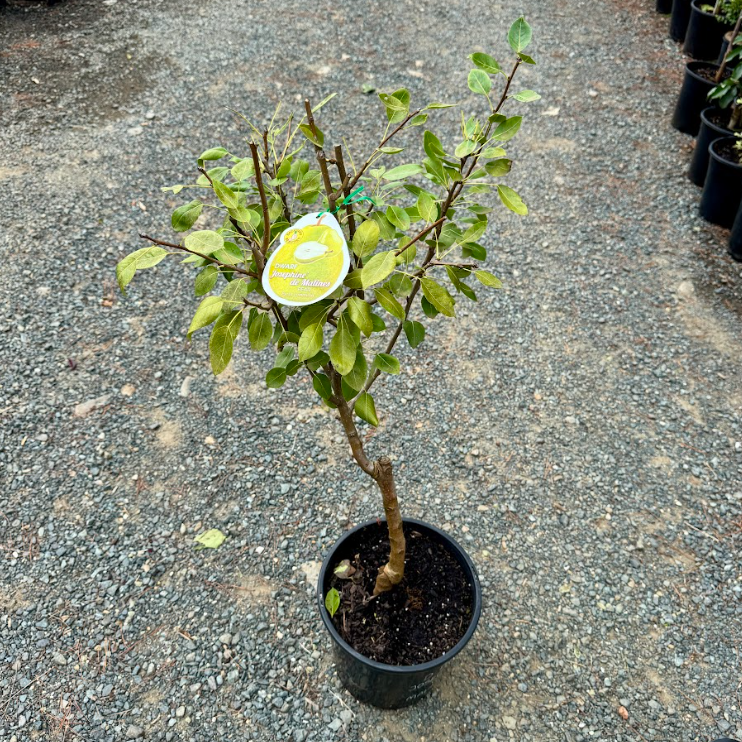 Pyrus communis Josephine De Malines Pear