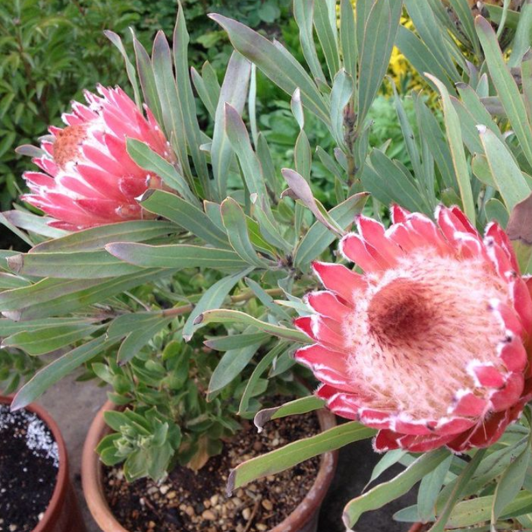 Protea magnifica x pudens Juliet