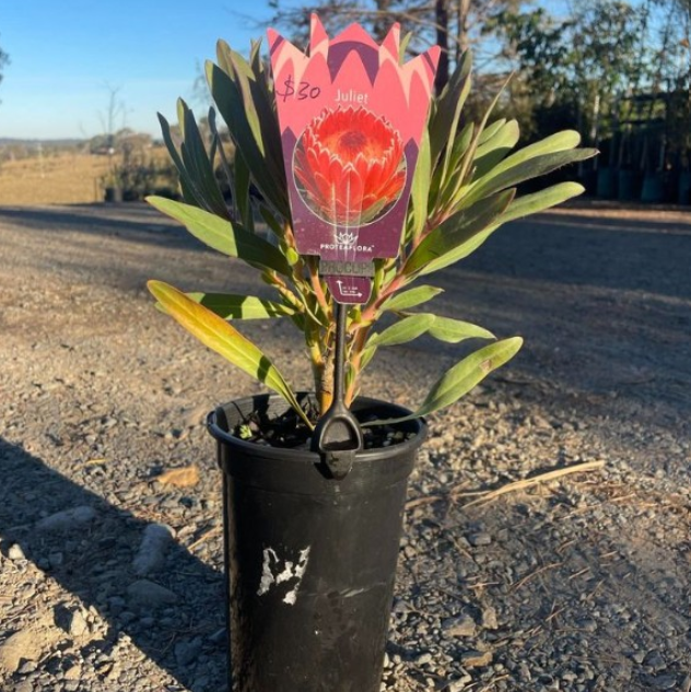 Protea magnifica x pudens Juliet