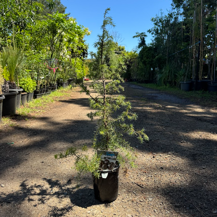 Juniperus communis