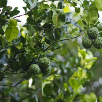 Citrus hystrix Kaffir Lime