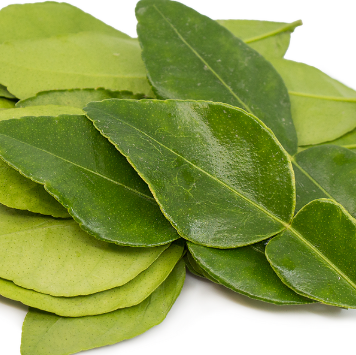 Citrus hystrix Dwarf Kaffir Lime