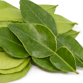 Citrus hystrix Kaffir Lime Grafted