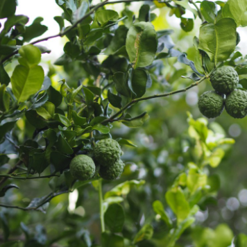 Citrus hystrix Dwarf Kaffir Lime