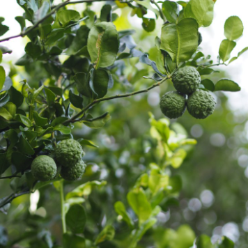 Citrus hystrix Kaffir Lime Grafted
