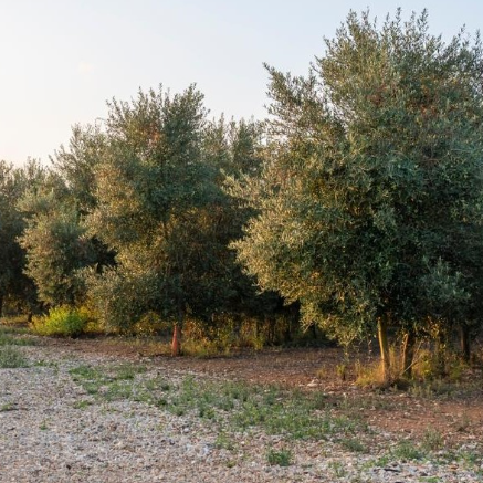 Olea europea Kalamata Olive