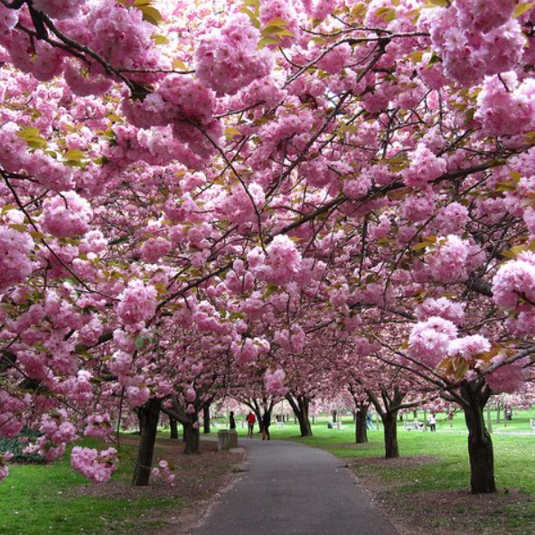 Prunus serrulata Kanzan Ornamental Cherry