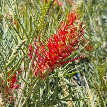 Grevillea Karijini Moon