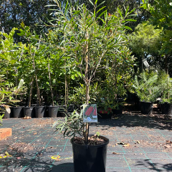 Callistemon Kings Park Special