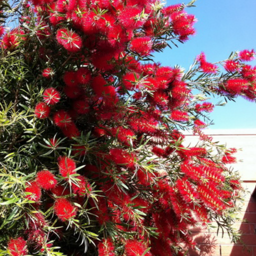 Callistemon Kings Park Special